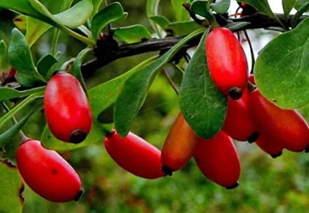European Barberry