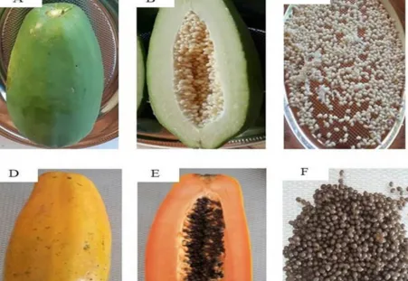 Unripe Papaya & Papaya Seeds