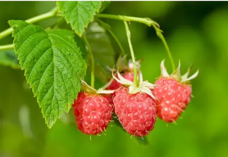Raspberry Leaves